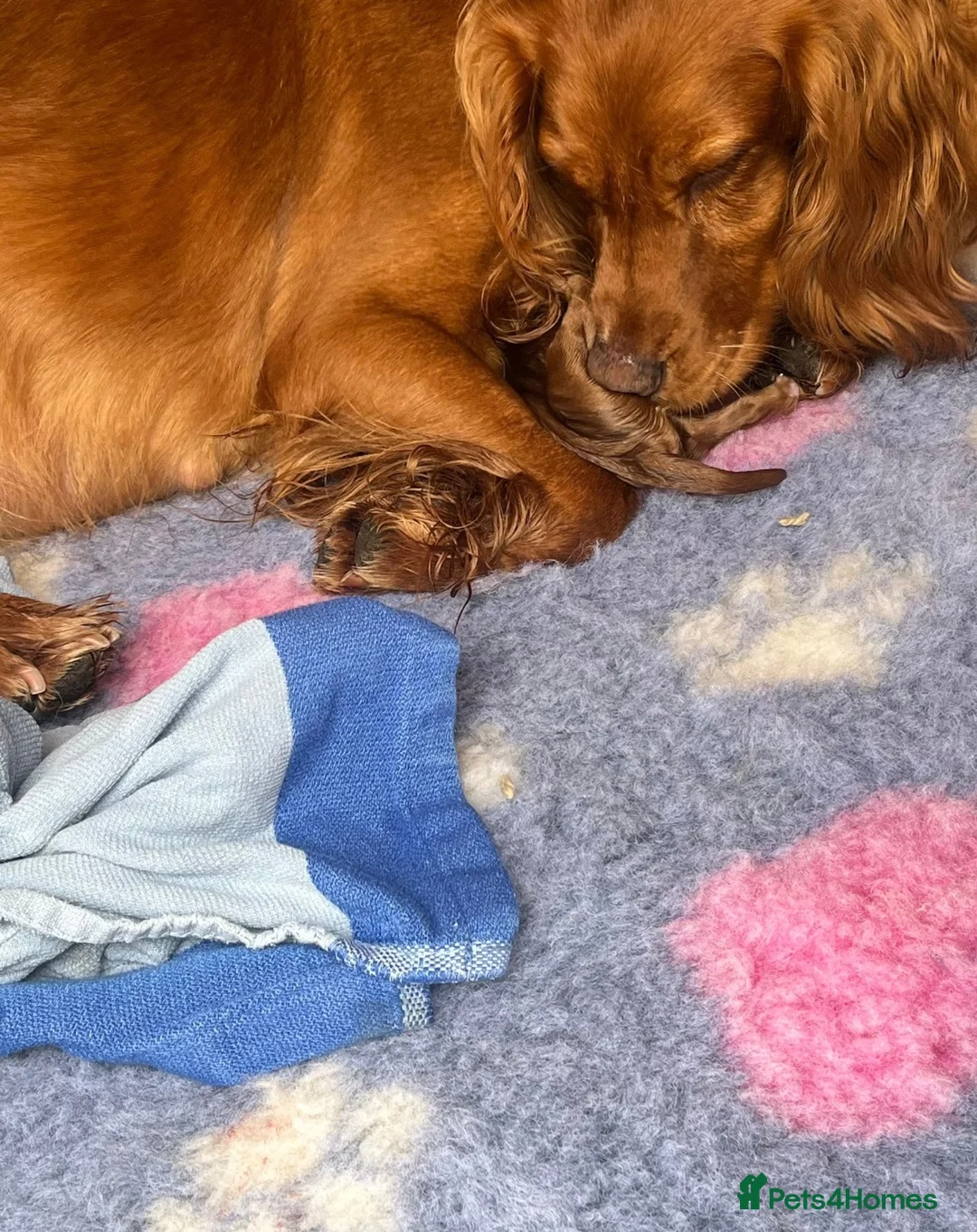 Cocker Spaniel dogs for sale: Kc cocker spaniel puppies  - Advert 2