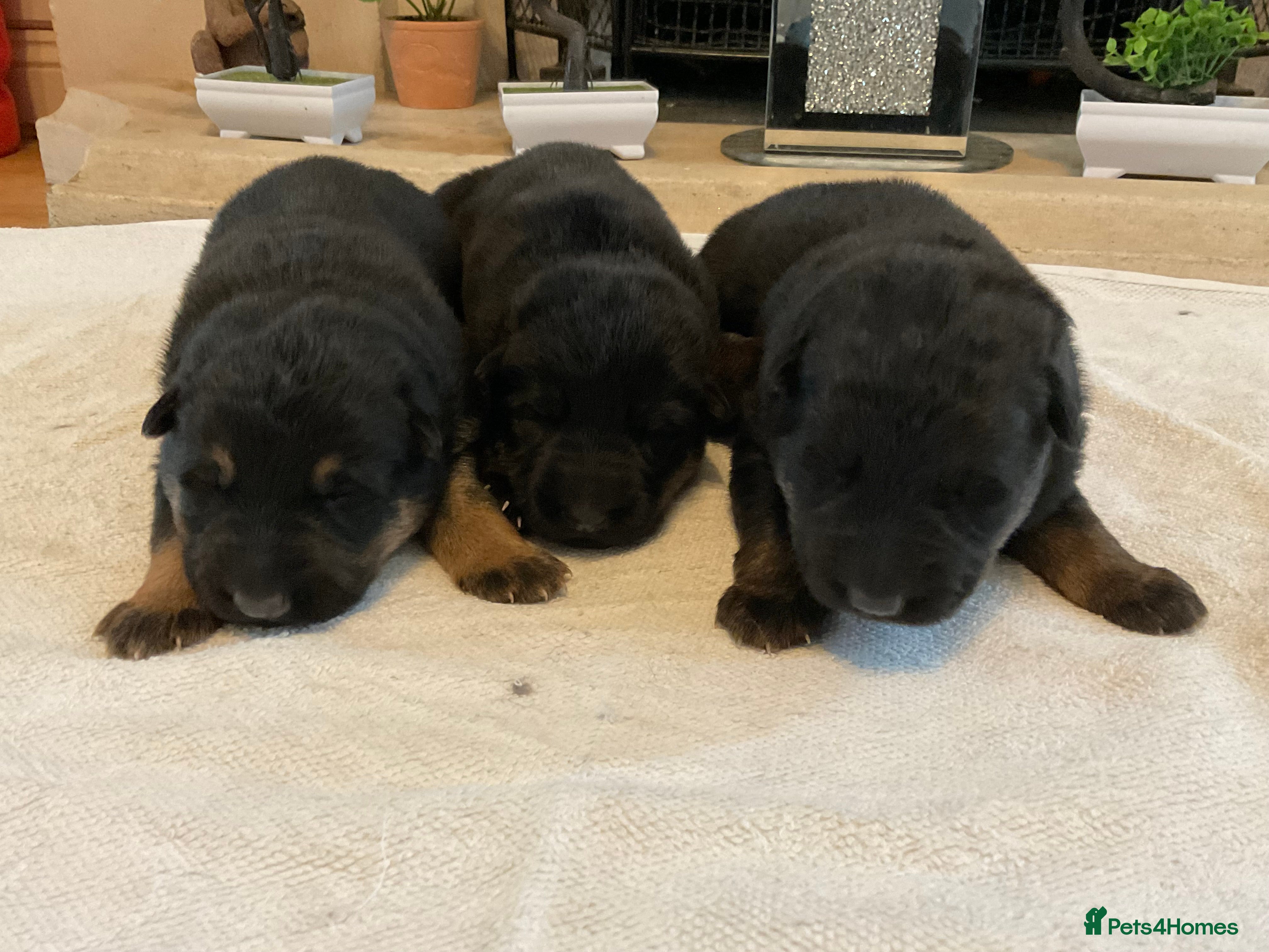 German Shepherd dogs Quality litter show line/working line puppy’s  - Advert 7