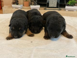 German Shepherd dogs Quality litter show line/working line puppy’s - Advert 7