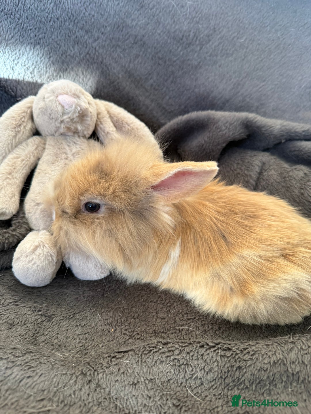 Mixed Breed rabbits for sale: Beautiful friendly baby bunnies ready in 4 weeks  - Advert 7
