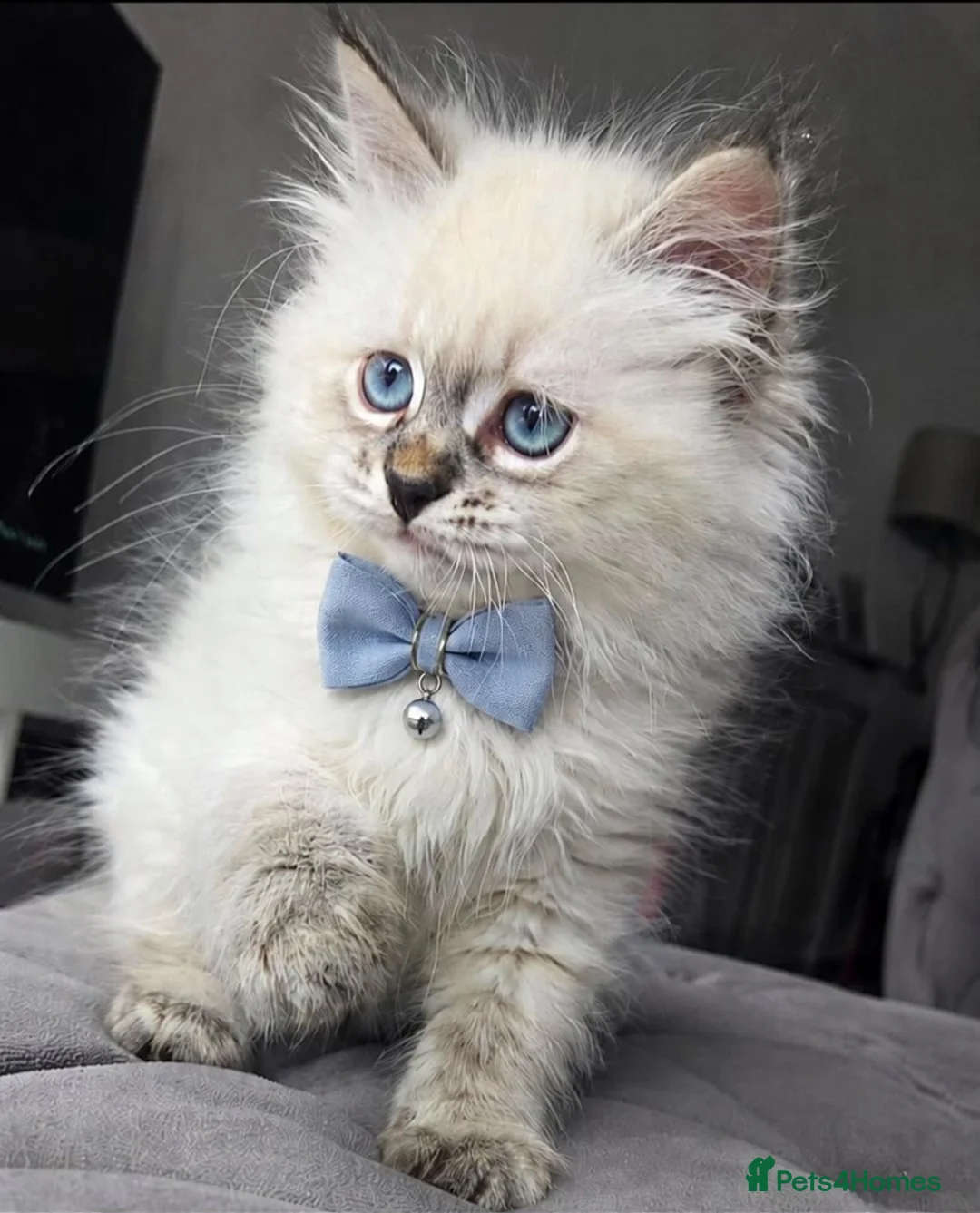 Siberian cats for sale: GCCF neva Champion bloodlines siberians - Advert 1
