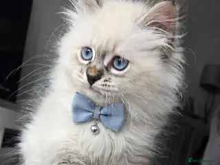 Siberian cats GCCF neva Champion bloodlines siberians - Advert 4