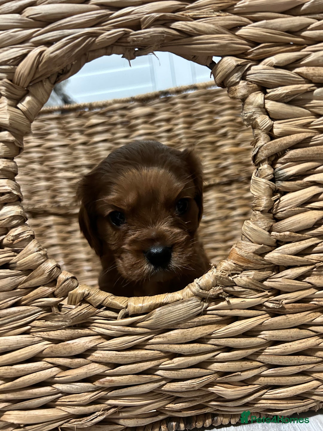 Cavalier King Charles Spaniel dogs for sale: Ruby cavalier king charles - Image 7