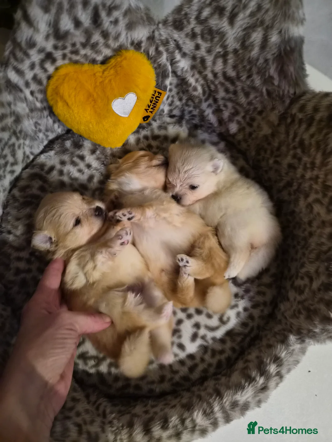 Pomeranian dogs for sale: 💝High Quality Korea/ Russia Babies💝 - Advert 24