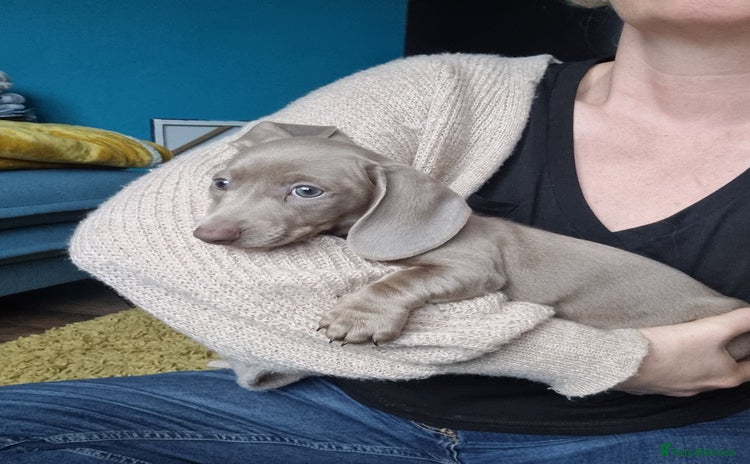 Miniature Dachshund dogs - Advert 11