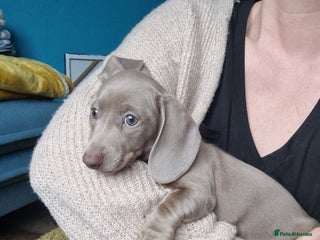 Miniature Dachshund dogs - Advert 2