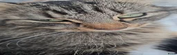 Mixed Breed cats for sale: Cute, healthy & playful kittens 7weeks in London - Advert 2