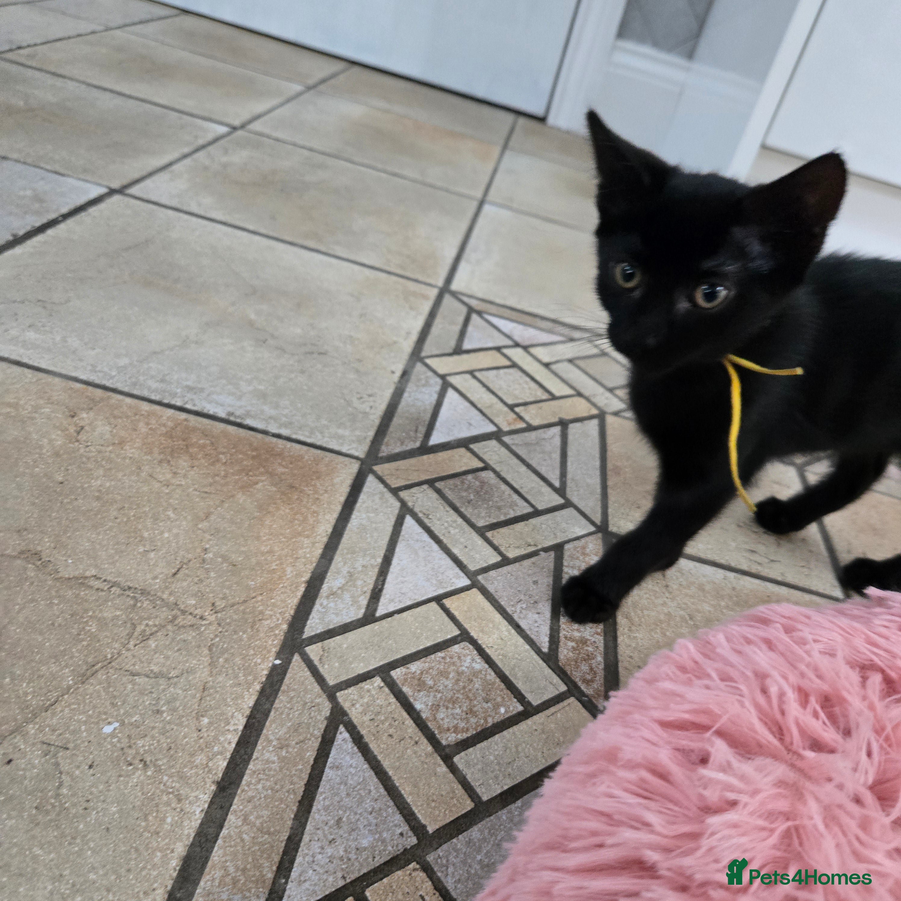 Mixed Breed cats Beautiful Black Kittens - Advert 1