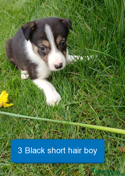Border Collie dogs Pedigree tri-colour border collie puppies - Advert 1