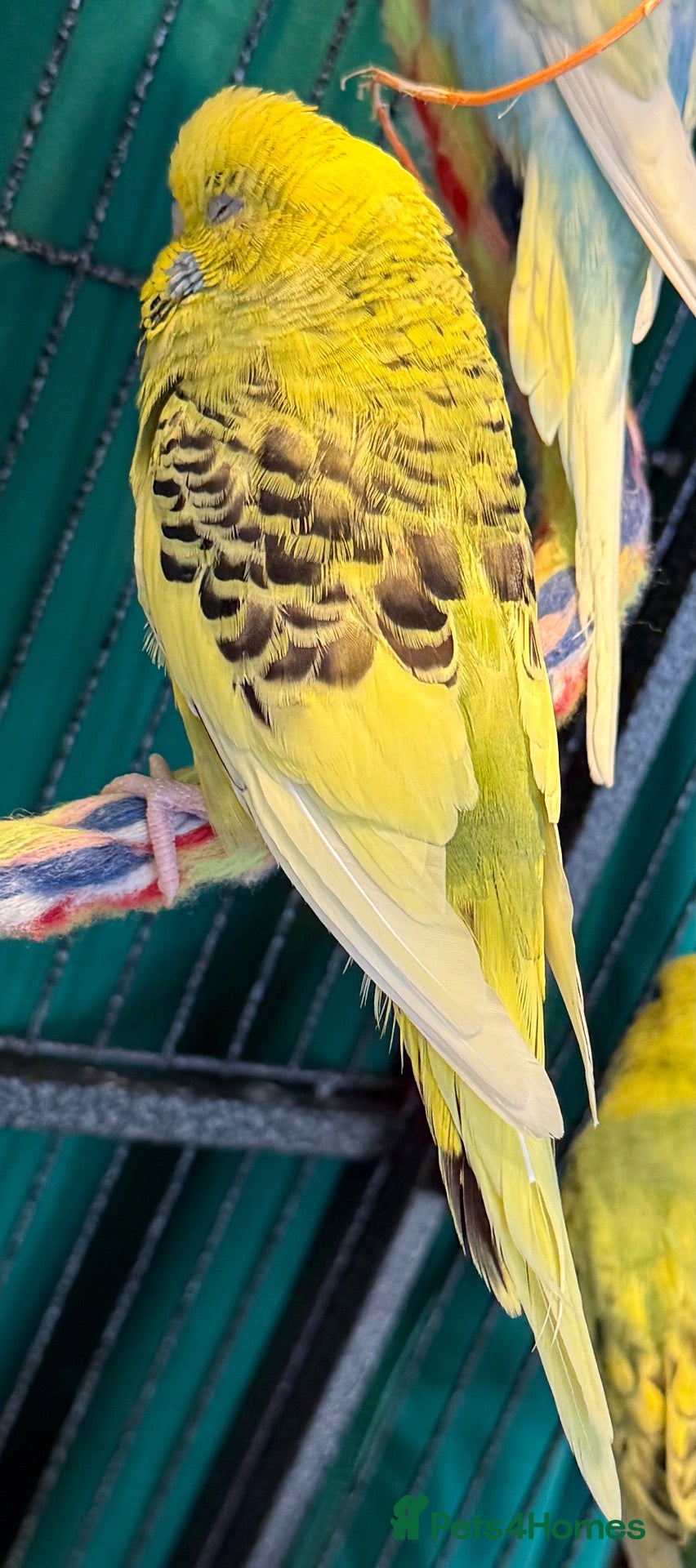Budgerigars birds Young budgies males & females (please read ad)   - Advert 1