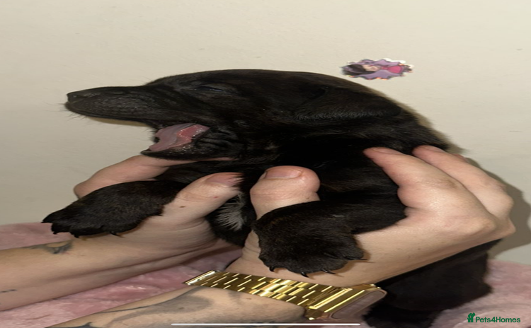 Bandog dogs 🐾 🌟 Premium multigen Bandogge Puppies🌟🐾 - Advert 6