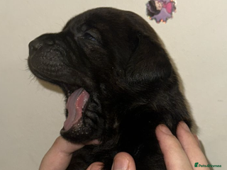 Bandog dogs 🐾 🌟 Premium multigen Bandogge Puppies🌟🐾 - Advert 7