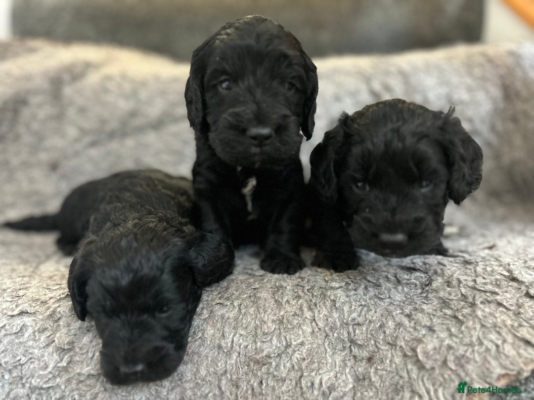 Cockapoo dogs for sale: Cockapoo  puppy’s boys and girls  - Advert 6
