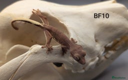 Gecko reptiles for sale: Red Phantom Lily White Crested Gecko CB25  - Image 2