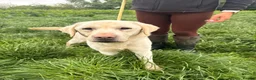 Labrador Retriever dogs for sale: Beautiful Yellow Labrador For Sale - Advert 3