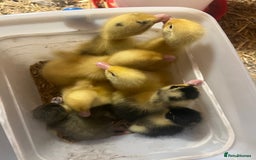 Ducks poultry for sale: 8 duckling for sale al hatched two days ago - Image 2