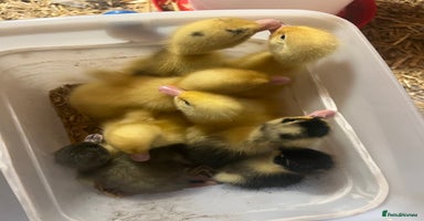 Ducks poultry - Advert 5