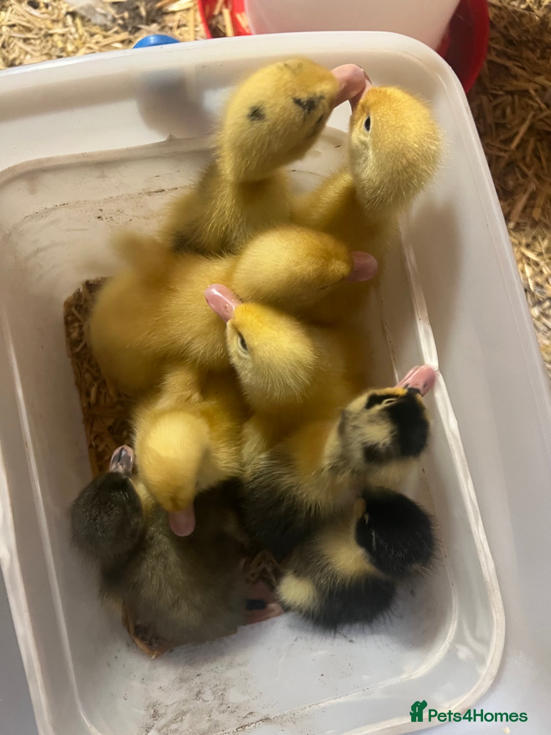 Ducks poultry for sale: 8 duckling for sale al hatched two days ago - Image 2