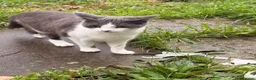 Domestic Shorthair cats for sale: Silver 1 year old in London - Advert 3