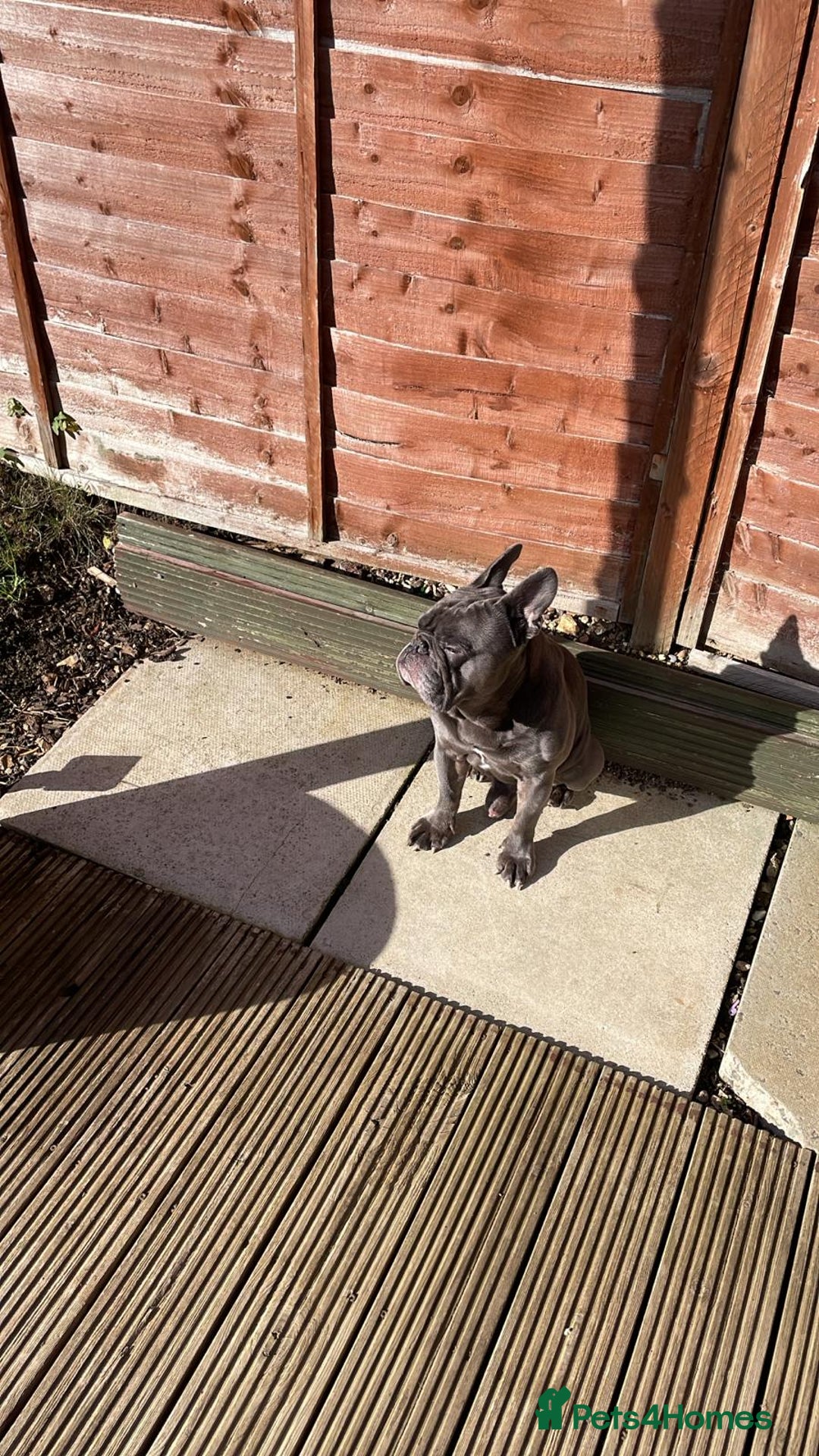 Mixed Breed dogs for sale: Hugo 5yr old bulldog - Advert 5