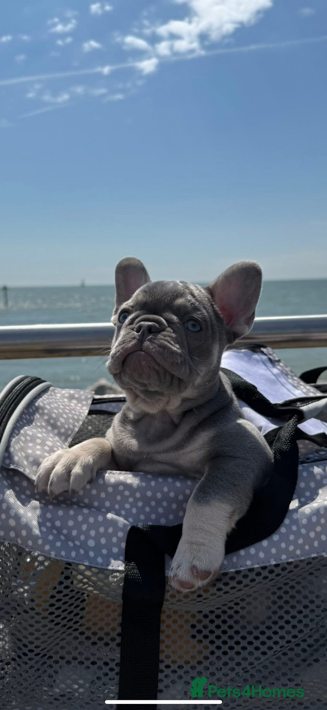 French Bulldog dogs for stud: Proven lilac & tan boy carrying cream & testable - Image 23