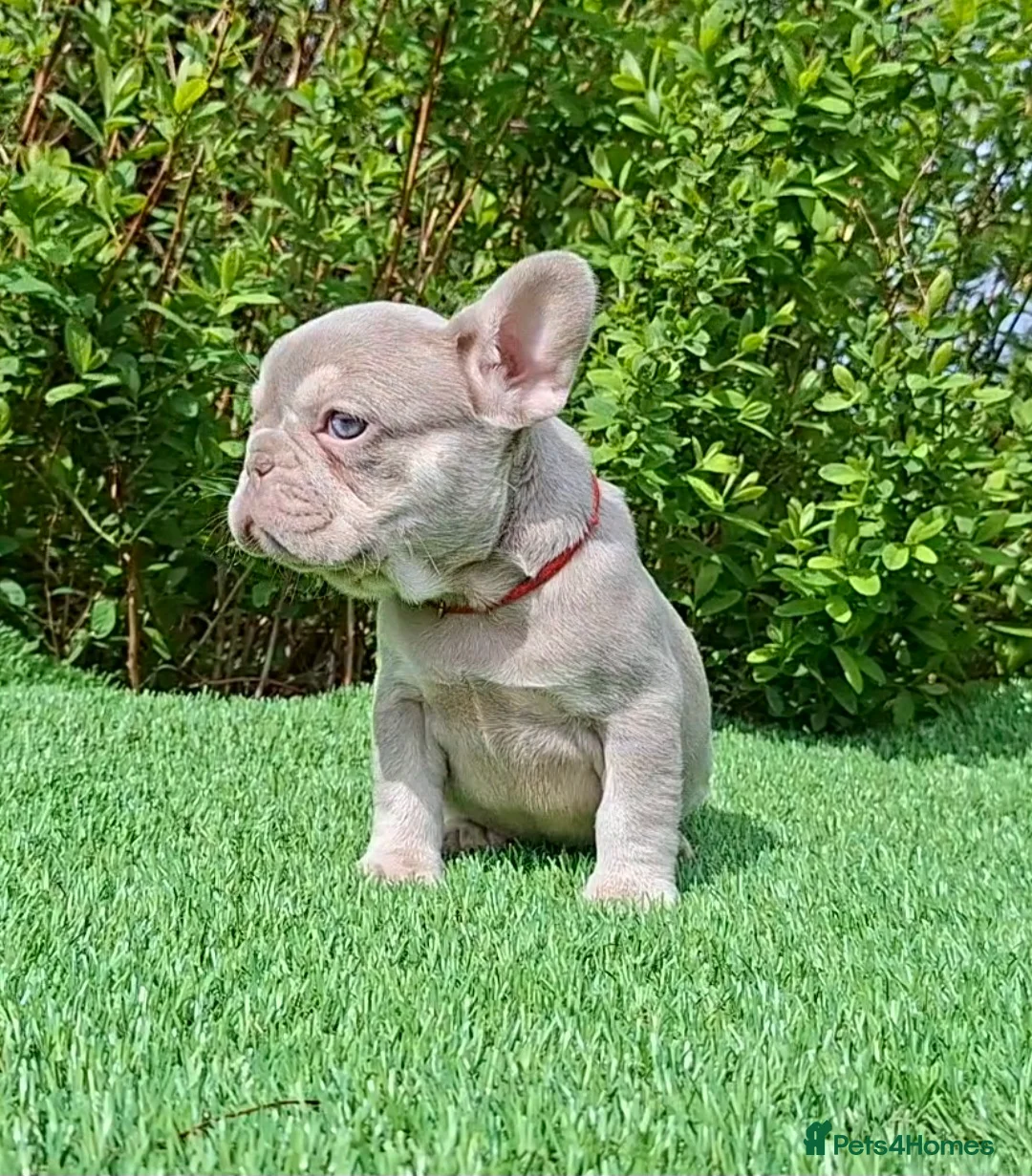 French Bulldog dogs for sale: Gorgeous French Bulldog Puppies  - Advert 36