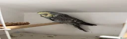 Budgerigars birds for sale: English budgies - Advert 5