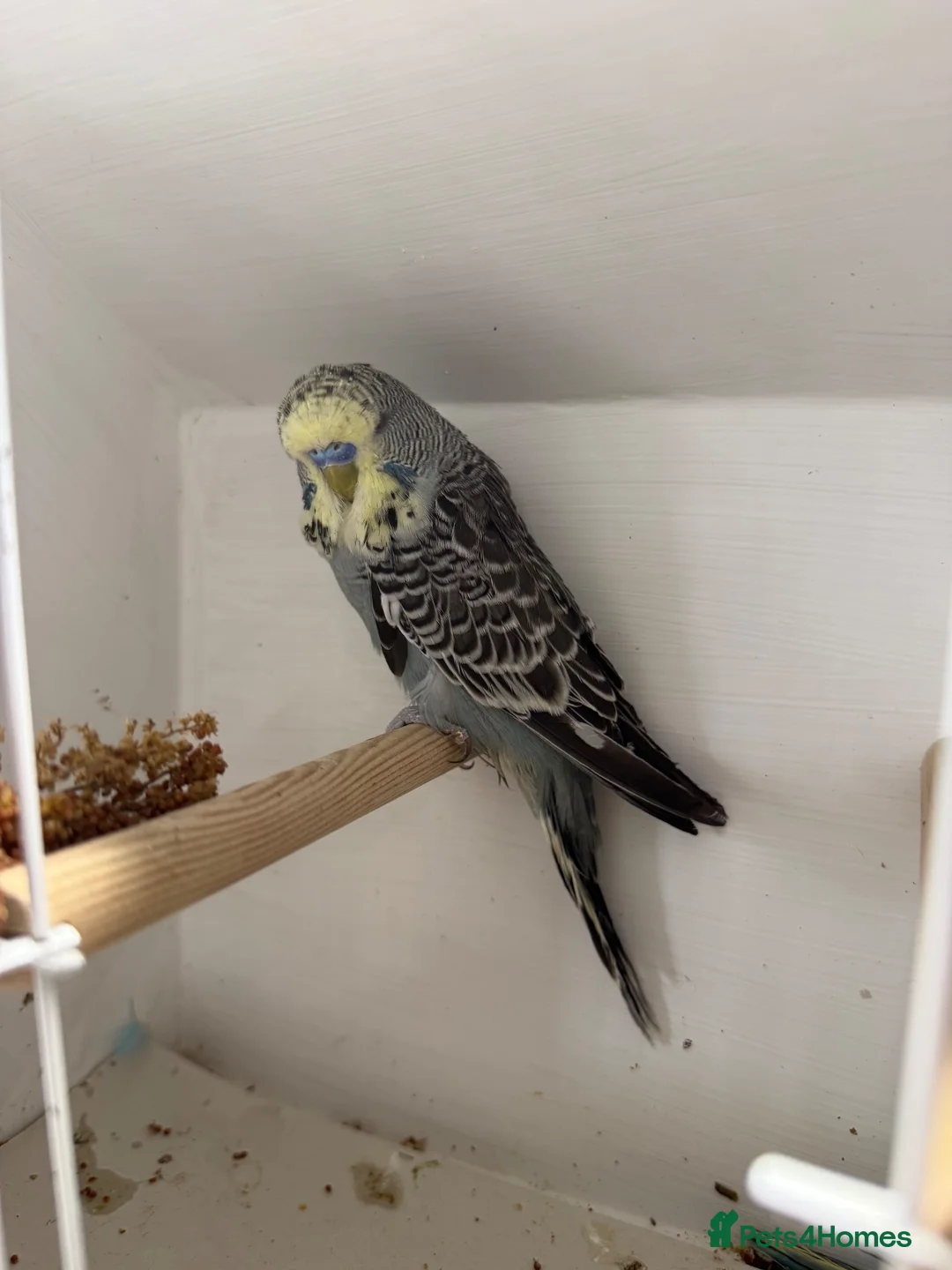 Budgerigars birds for sale: English budgies - Advert 5