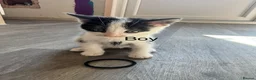 Mixed Breed cats for sale: 2 male kittens  - Advert 2