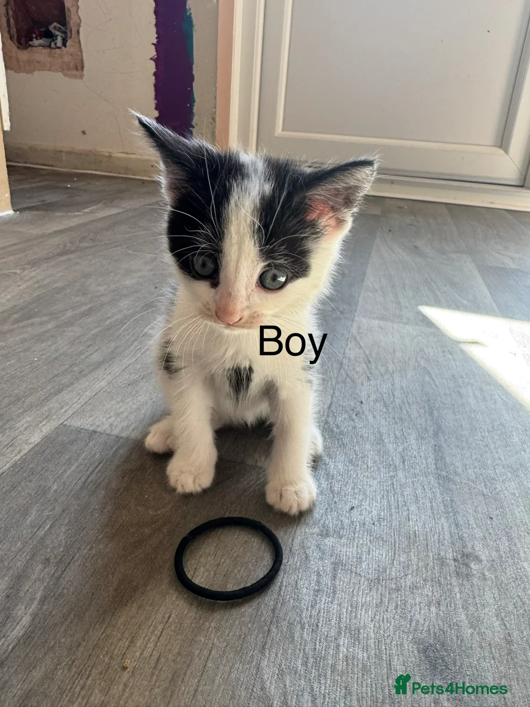 Mixed Breed cats for sale: 2 male kittens  - Advert 2