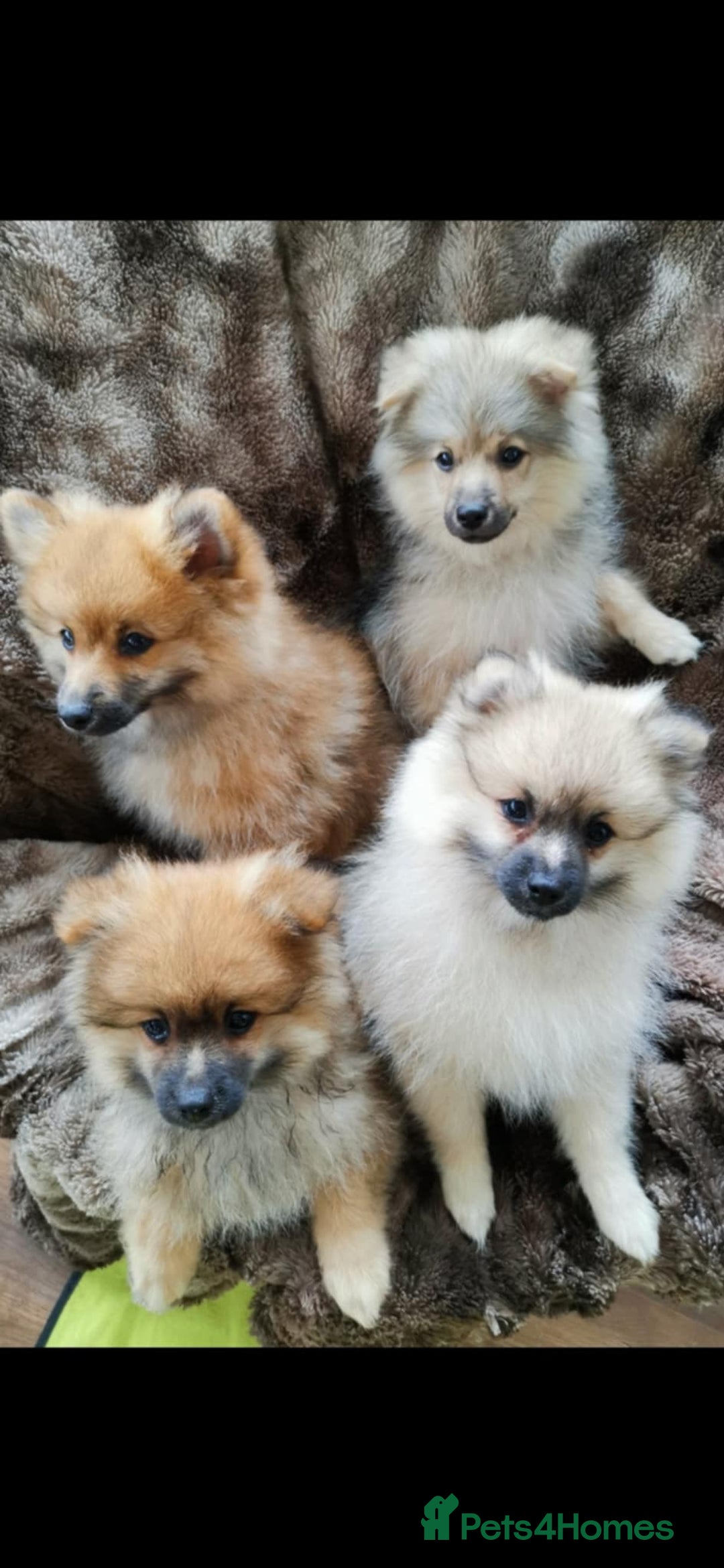 Pomeranian dogs for sale: Fluffy pomeranian looking new home - Image 4