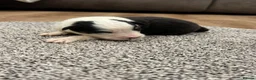 Australian Shepherd dogs for sale: 7 stunning Australian Shepards  - Advert 5