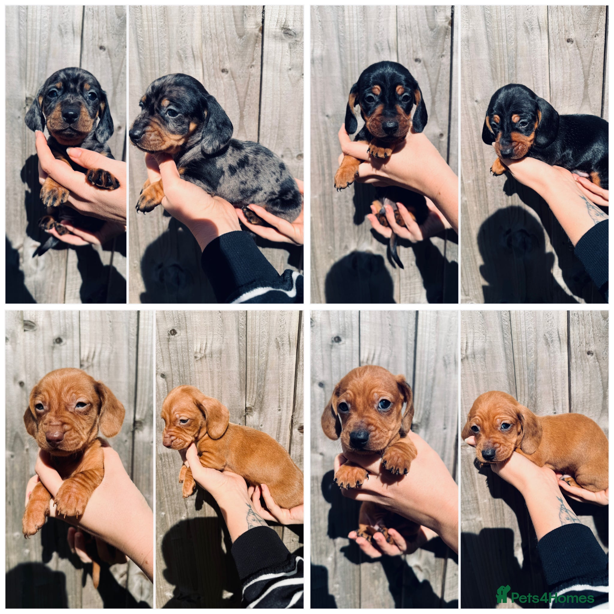 Dachshund dogs Dachshund puppies - Advert 10