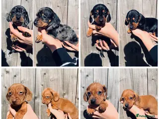 Dachshund dogs Dachshund puppies - Advert 10
