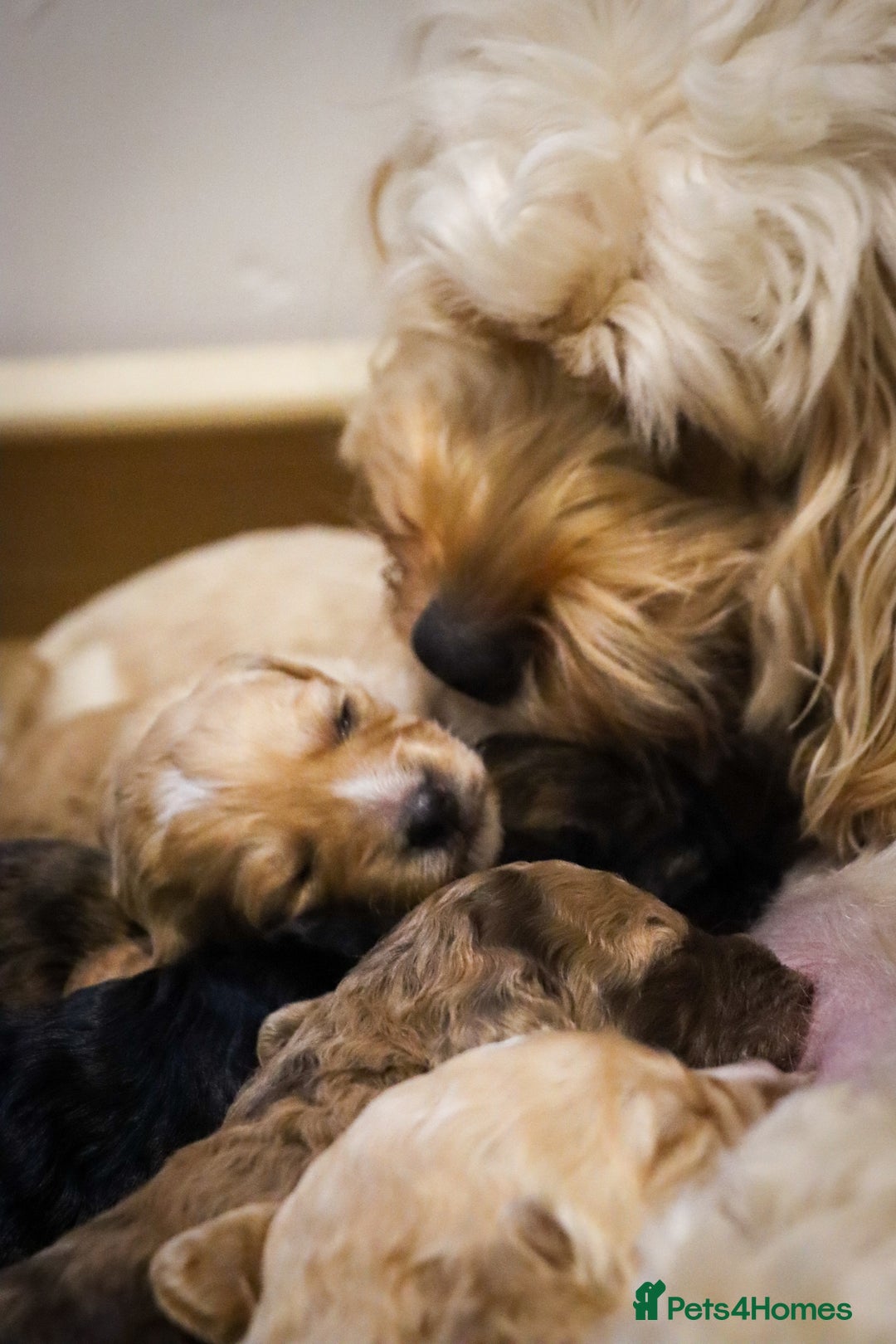 Cockapoo dogs for sale: Beautiful litter of cockerpoo puppies  - Advert 2