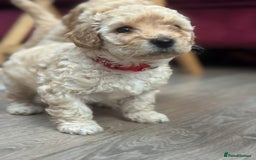 Goldendoodle dogs for sale: ⭐️⭐️READY NOW⭐️⭐️ Beautiful Goldendoodles - Image 27
