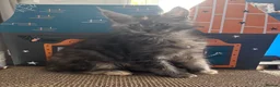 Maine Coon cats for sale: Beautiful mc kittens great personalities - Advert 3