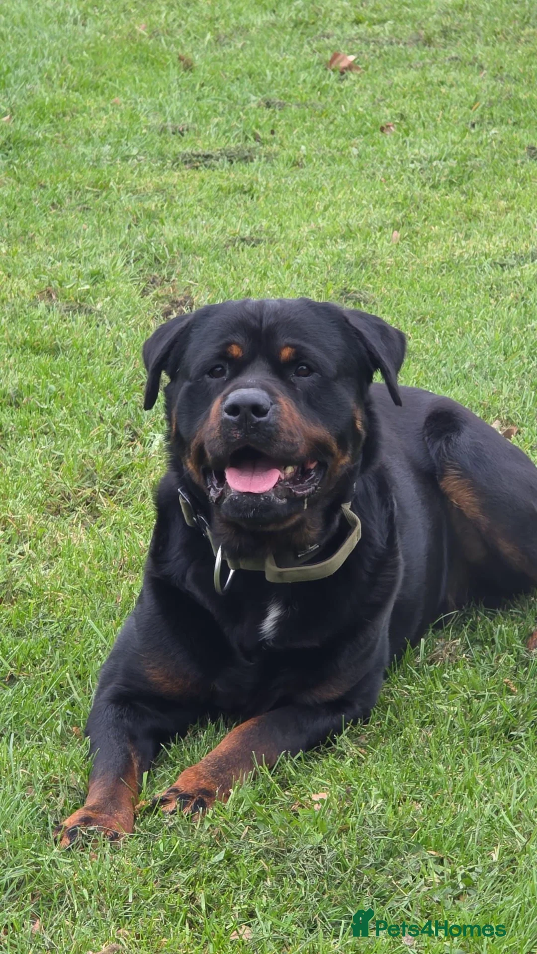 Rottweiler dogs for sale: Rottweiler Dog Highly Trained and calm k9 in Manchester - Advert 1