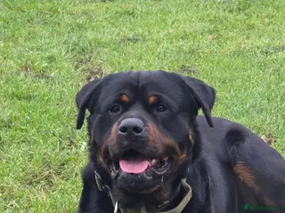 Rottweiler dogs Rottweiler Dog Highly Trained and calm k9 - Advert 8