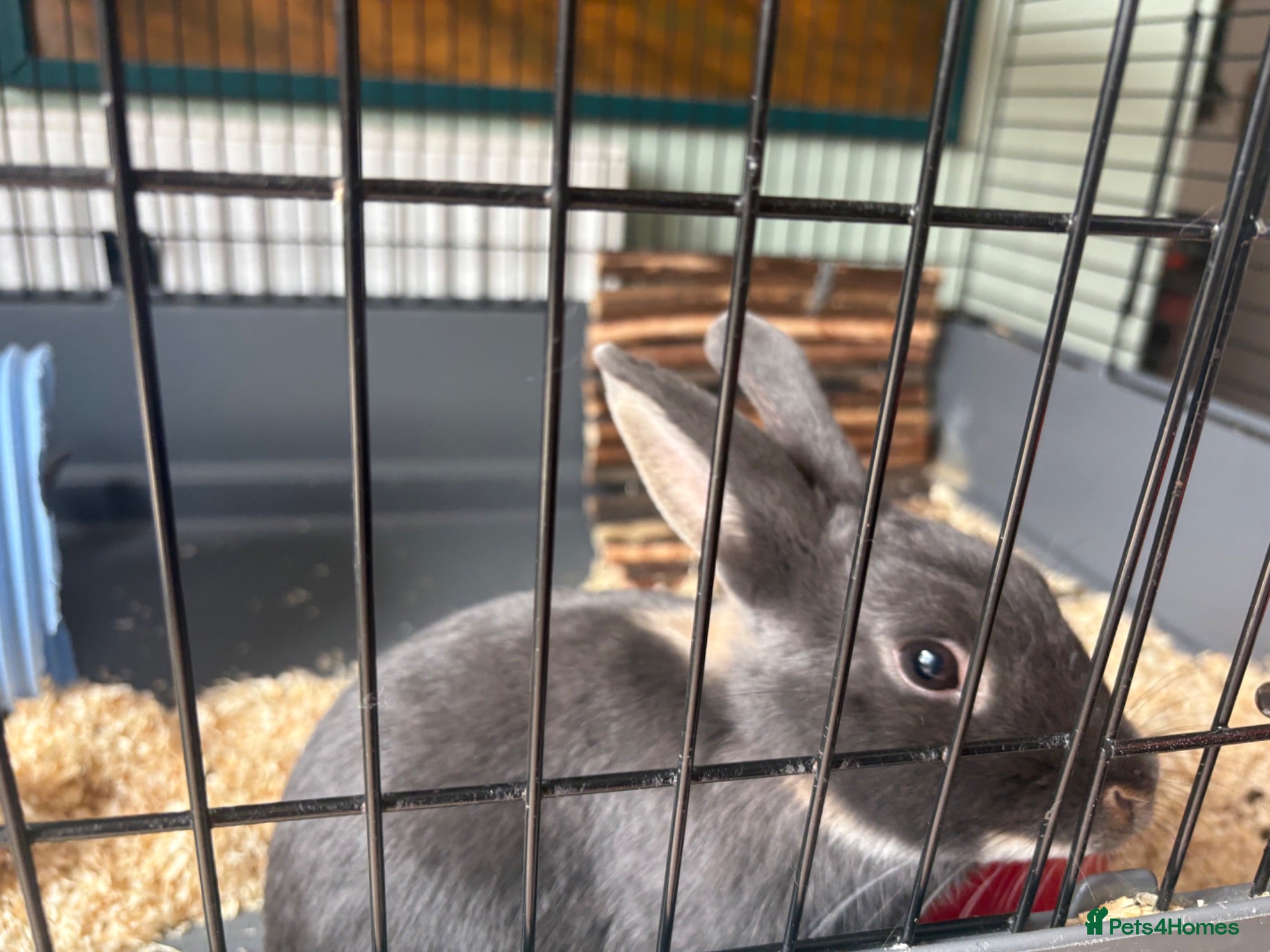 Dutch rabbits 7 month old Dutch cross mini lop and cage  - Advert 2