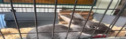 Dutch rabbits for sale: 7 month old Dutch cross mini lop and cage  in Holt - Advert 1