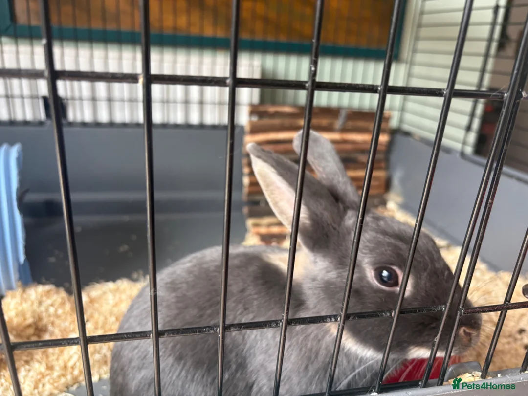 Dutch rabbits for sale: 7 month old Dutch cross mini lop and cage  in Holt - Advert 1