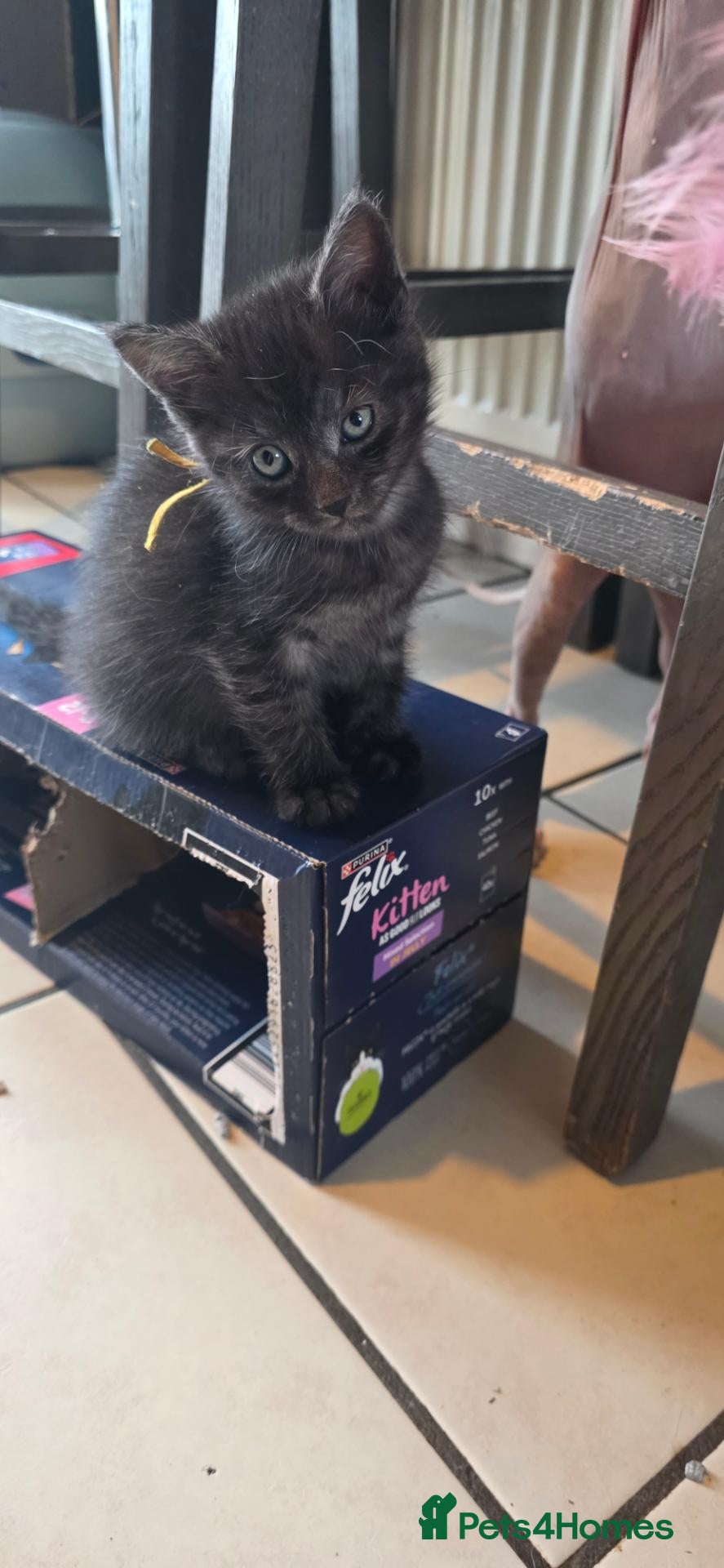 Mixed Breed cats Silver smoked maincoon cross  - Advert 15
