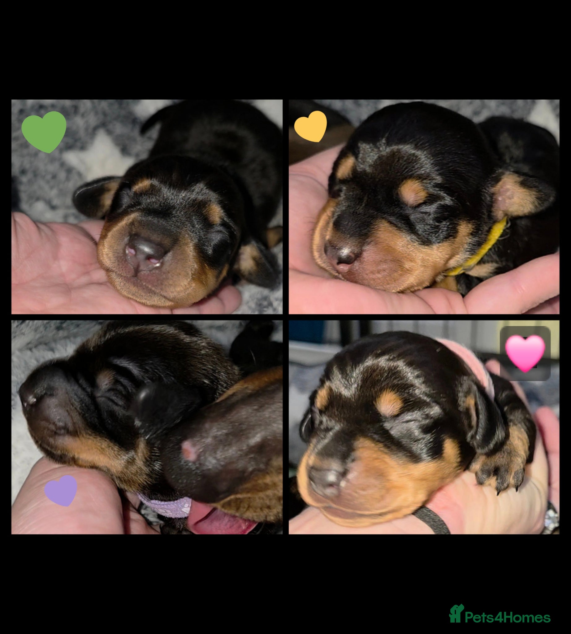 Miniature Dachshund dogs 🐾🐶 miniature Dachshund 🐶🐾 - Advert 14