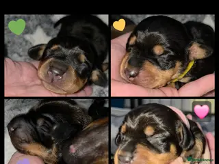 Miniature Dachshund dogs 🐾🐶 miniature Dachshund 🐶🐾 - Advert 14