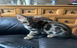 Bengal cats for sale: Bengal kittens - Image 5