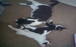 British Shorthair cats for sale: 1 boy, 2 girls for sale £50 each - Image 4
