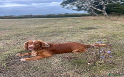 Cocker Spaniel dogs for sale: Working cocker spaniel (male) 4 years old - Image 8