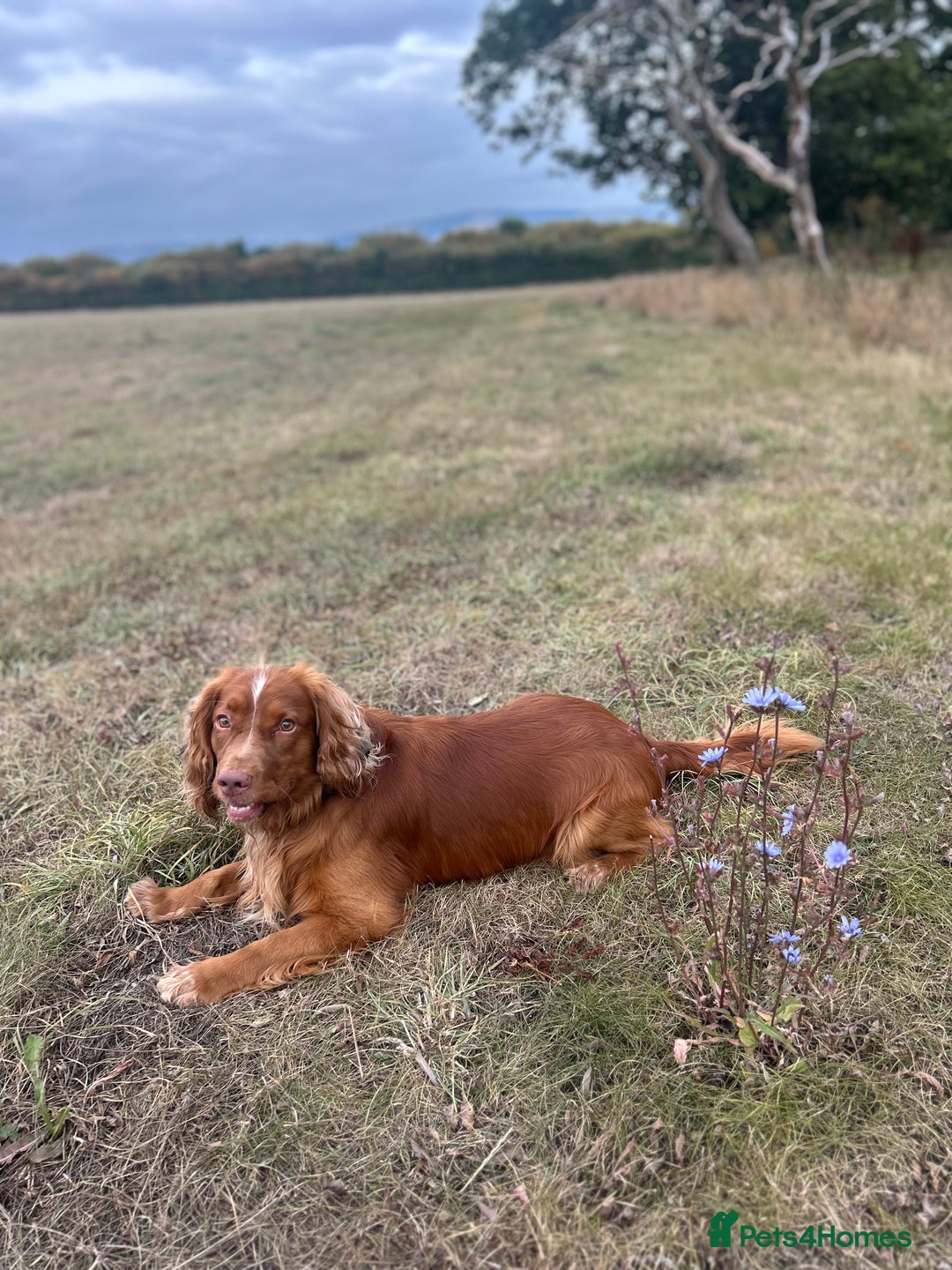 Cocker Spaniel dogs for sale: Working cocker spaniel (male) 4 years old - Image 8