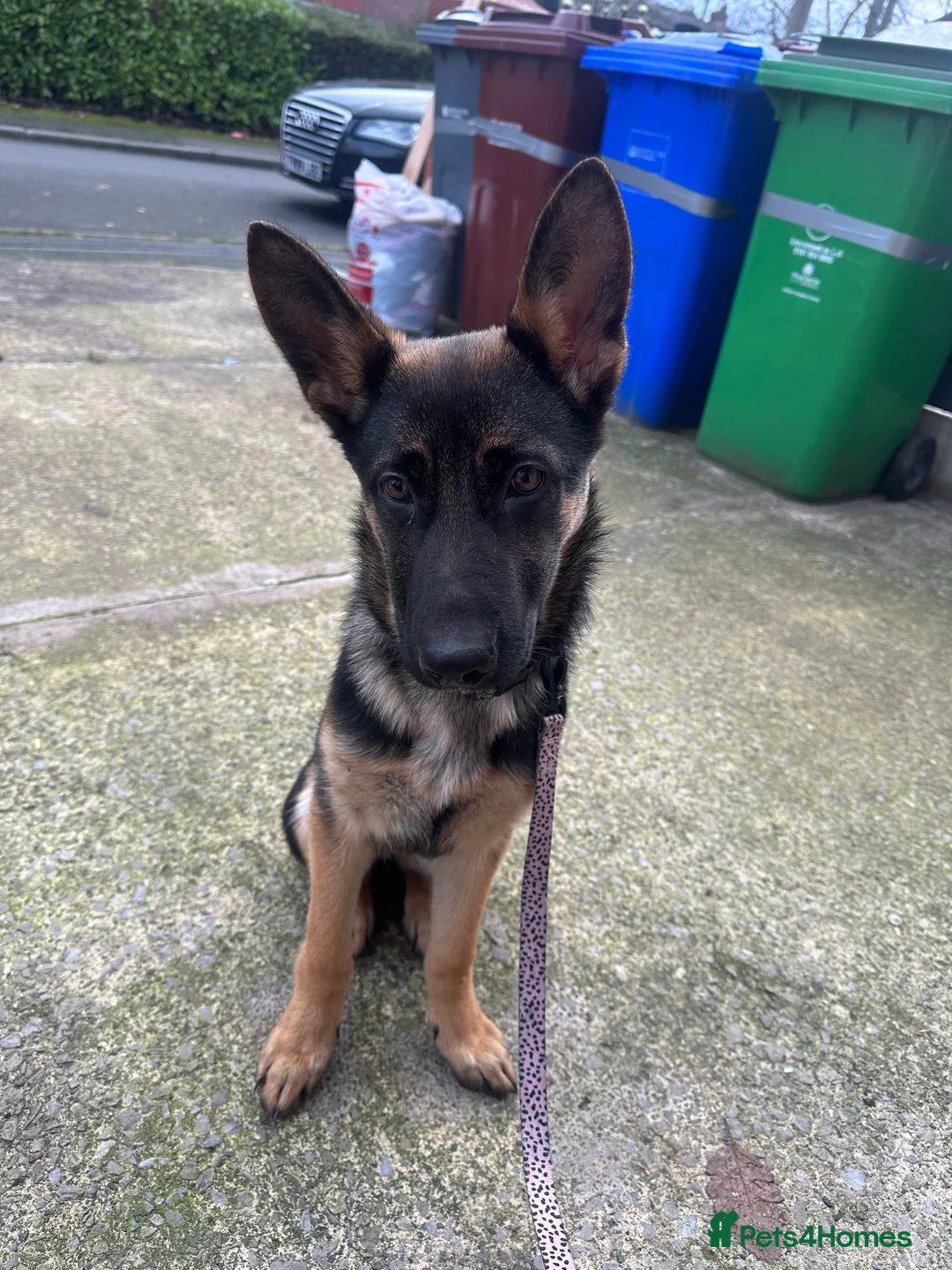 German Shepherd dogs for sale: Luna german shepherd  - Advert 6